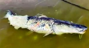72038-denuncian-matanza-de-peces-en-el-rio-bermejo-por-parte-de-una-empresa-agroindustrial