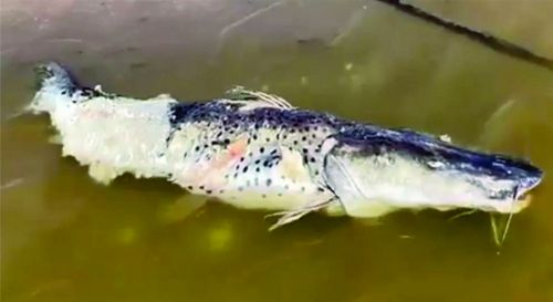 72038-denuncian-matanza-de-peces-en-el-rio-bermejo-por-parte-de-una-empresa-agroindustrial