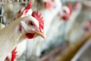 gallinas-carne-aviar-pollo